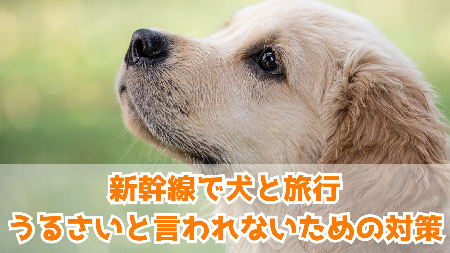 新幹線で犬と一緒に旅行する際の注意点～うるさいと言われないために知っておきたいこと